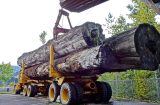 Phaunos Timber rejects Stafford's Offer 1